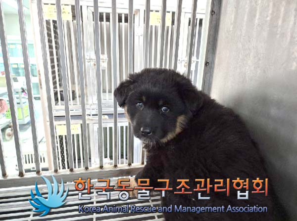 한국동물구조관리협회_441409202500106